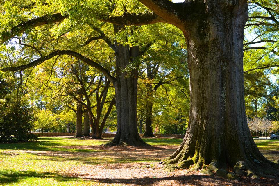 photo of trees on Duke's campus